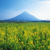 Kagoshima - Vùng đất hoa cải dầu thần thoại 